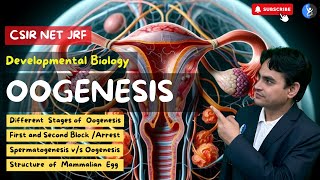 L12 Oogenesis in Humans I Detailed Process I Developmental Biology I IFAS I CSIR