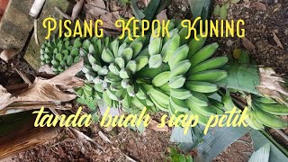 Pisang Kepok Siap Panen, Tanda Pisang Siap Petik