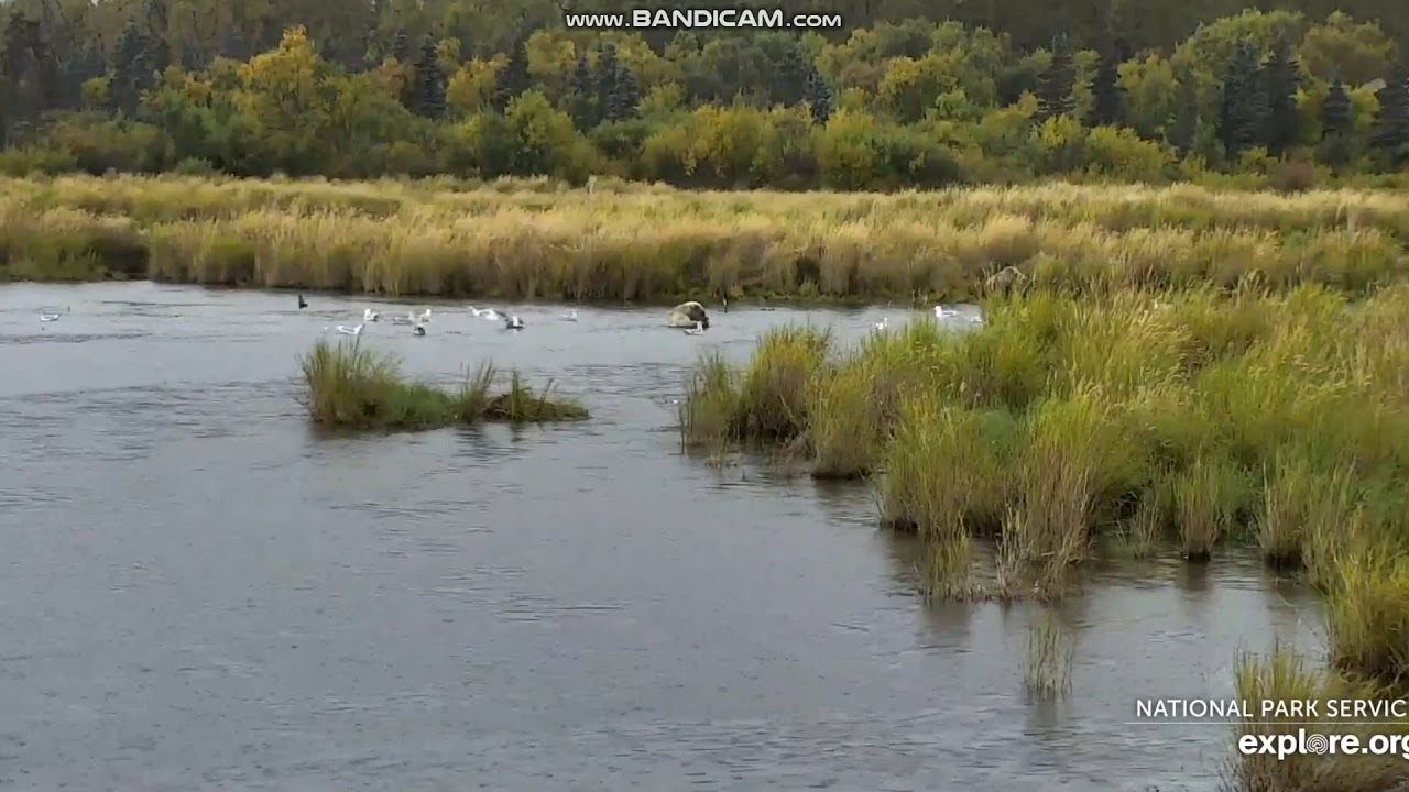 Katmai bear sow 482 returned with 3 cubs LR Brooks Falls Katmai 2019 09 19 YouTube