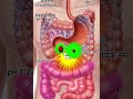 journey of a pill from stomach to kidney #biology #science #mechanism