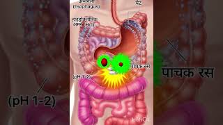 journey of a pill from stomach to kidney #biology #science #mechanism