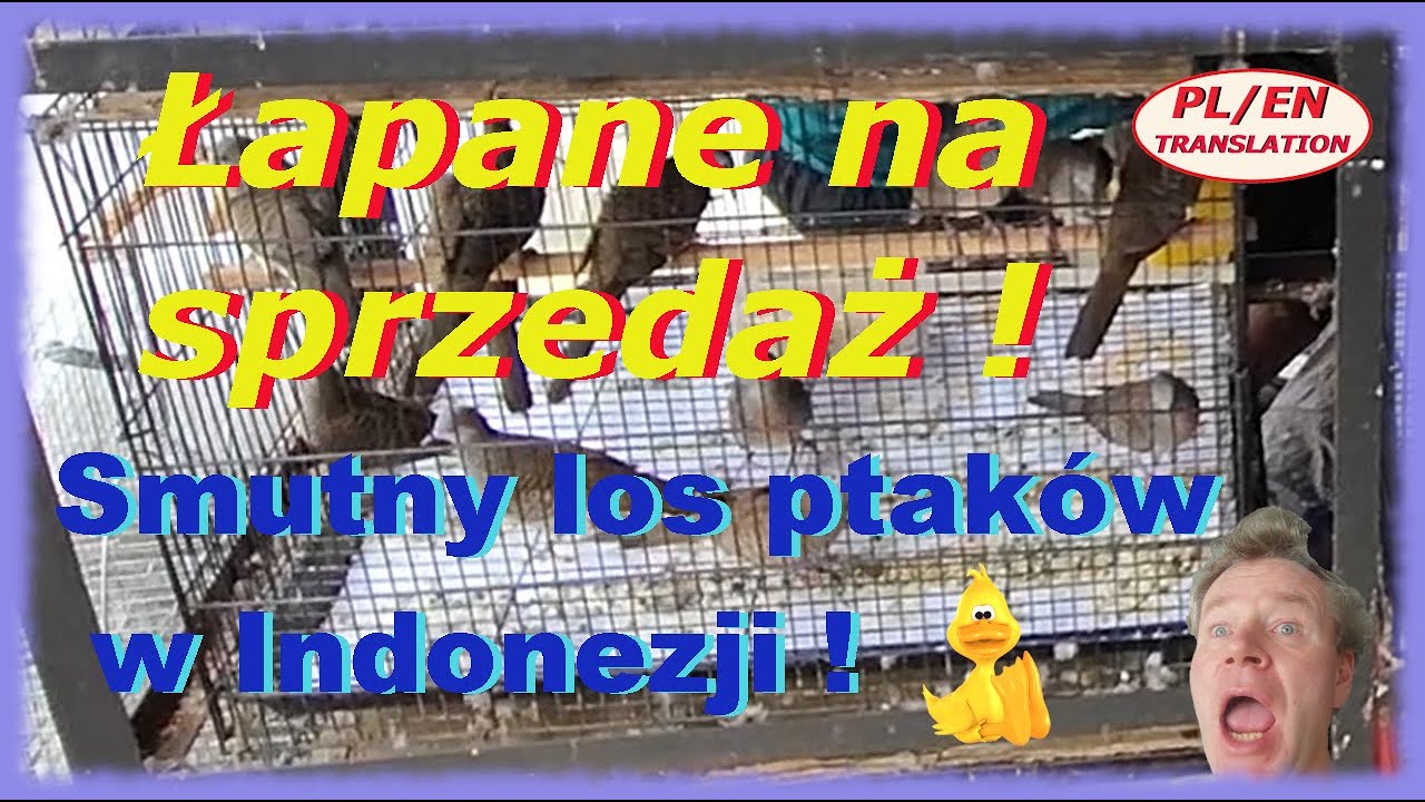 Co nowego na dzielni cz 2. Łapią ptaki na sprzedaż !! Tak to niestety tutaj działa! Złap i sprzedaj!