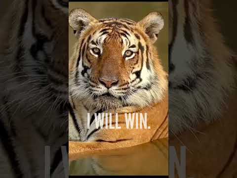 I will win whatsapp status english full screen | English attitude whatsapp status video | #shorts