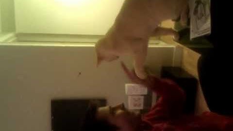 Funny cat play fighting