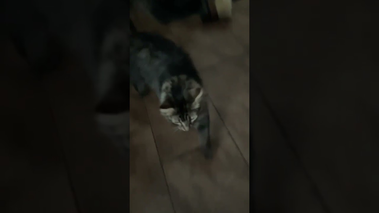 Maxwell pokyloky cat get exited with cat nip 
