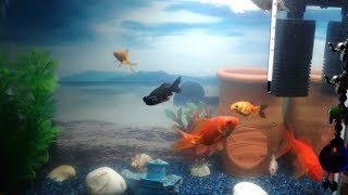 Japon balıklarım ve  akvaryum - Japanese fish and aquarium