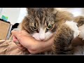 【過激】わんぱく過ぎる北欧猫の日常をご覧ください…【ノルウェージャンフォレストキャット】