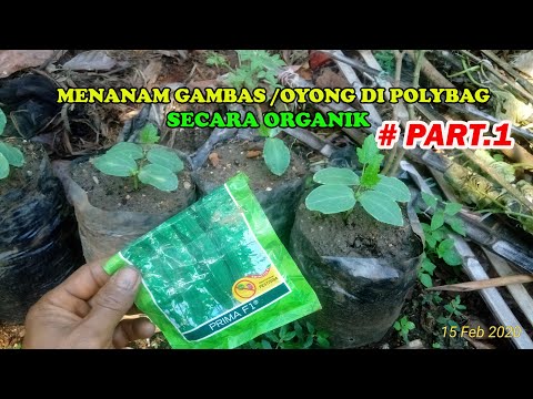 5 Panduan Budi Daya Oyong Menggunakan Pot