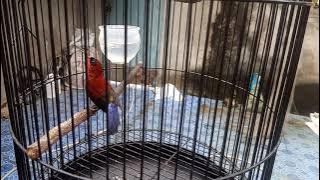 SUARA KOLIBRI SEPAH RAJA 👑