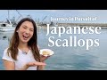 Journey in pursuit of japanese scallops