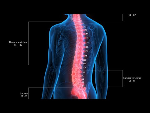 Anatomy of nervous system - YouTube