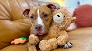 Callie Berry the Sweetest Family Dog screenshot 5