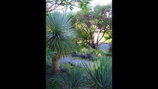 Front garden tour from September 11th, 2024