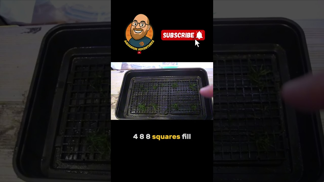 I Tried Growing Moss in a Grid and WOW!