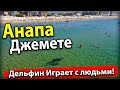 #Анапа ДЕЛЬФИН УСТРОИЛ ШОУ НА ДЖЕМЕТЕ! ПЛЯЖ ЛАМЕЛИЯ - ВОДА ИЗУМИТЕЛЬНАЯ! ПОЛНЫЙ ВОСТОРГ!