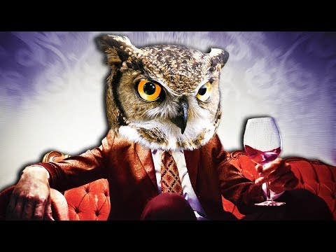 Dinner With An Owl
