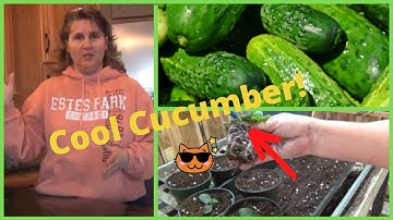 How to Transplant  Cucumber Seedlings Indoors