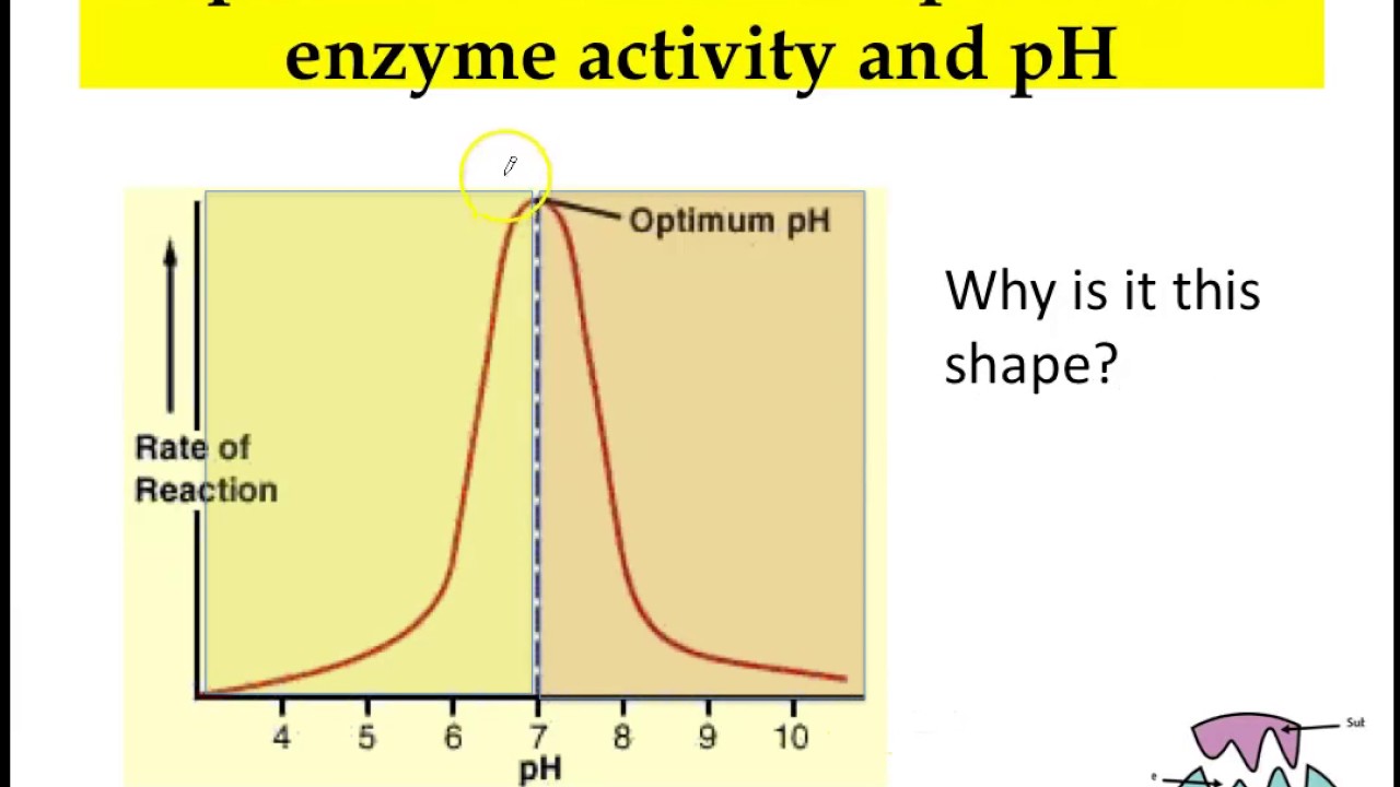 Enzymes 4: Effect of pH on enzyme activity + Conclusion - YouTube