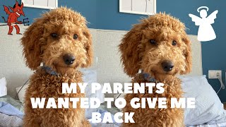 Puppy Reality Check after 5 months | Toy poodle Lotti