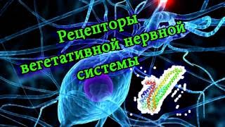 Рецепторы и медиаторы вегетативной нервной системы | Receptors of autonomic nervous system Рецепторы и медиаторы вегетативной нервной системы | Receptors of autonomic nervous system