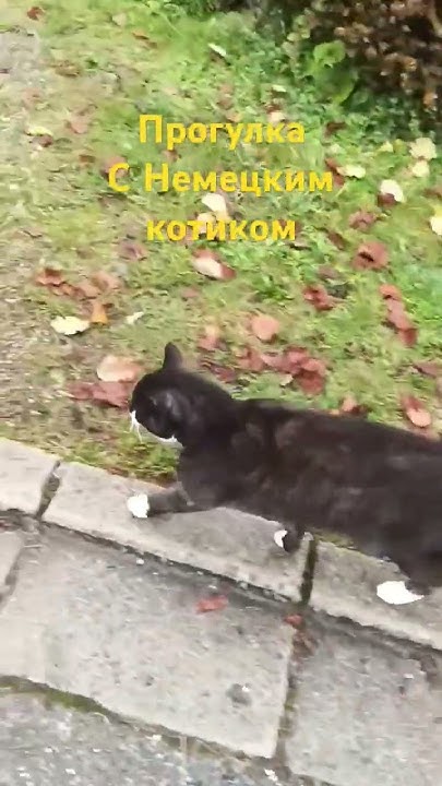Немецкий дружелюбный котик - YouTube