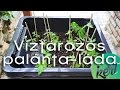 Víztározós palánta-láda: így gondoskodj a fiatal növények életben maradásáról