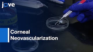 Corneal Neovascularization: Alkali-burn Injury Model | Protocol Preview