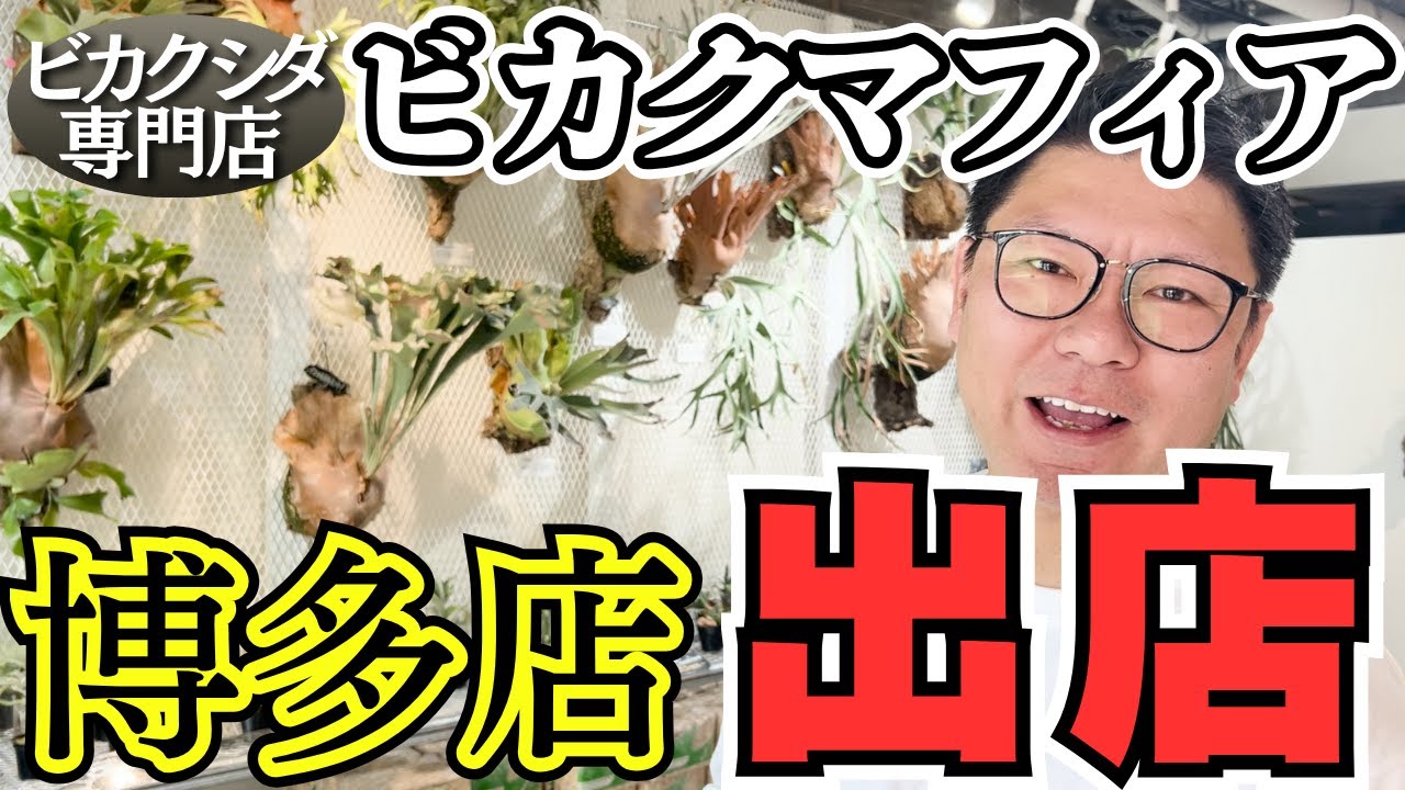 【ビカクシダ専門店】ついに九州上陸！BIKAKU MAFIA博多店がオープン！！