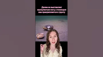 Как же передвигаются двустворчатые моллюски?