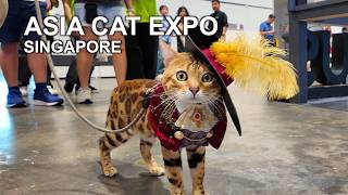 🐱 Asia Cat Expo 2026 Singapore | A Paradise for Cat Lovers