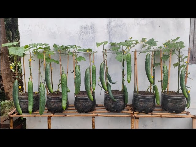 memanfaat kan lahan sempit untuk menanam timun kyuri || planting kyuri cucumbers on limited land class=