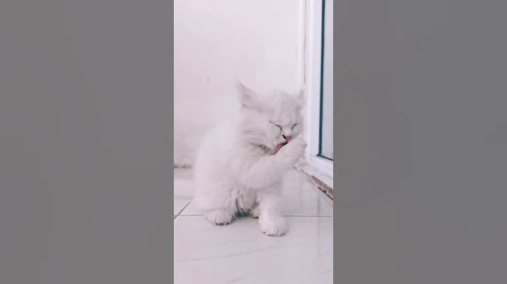 Video 11036601: persiancat persians, kitten white persiancat, kittens 4k