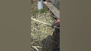 Самый лучший черенок для лопаты-из осины!!!!