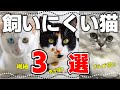 かわいいけど初心者には飼いにくい人気猫3選｜毛色で分かる猫の性格