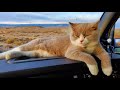 Funny Trucker Cat | Pinoy Bently Cat | British Shorthair