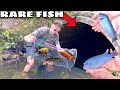 FISH TRAP CATCHES EXOTIC FISH for AQUARIUM!