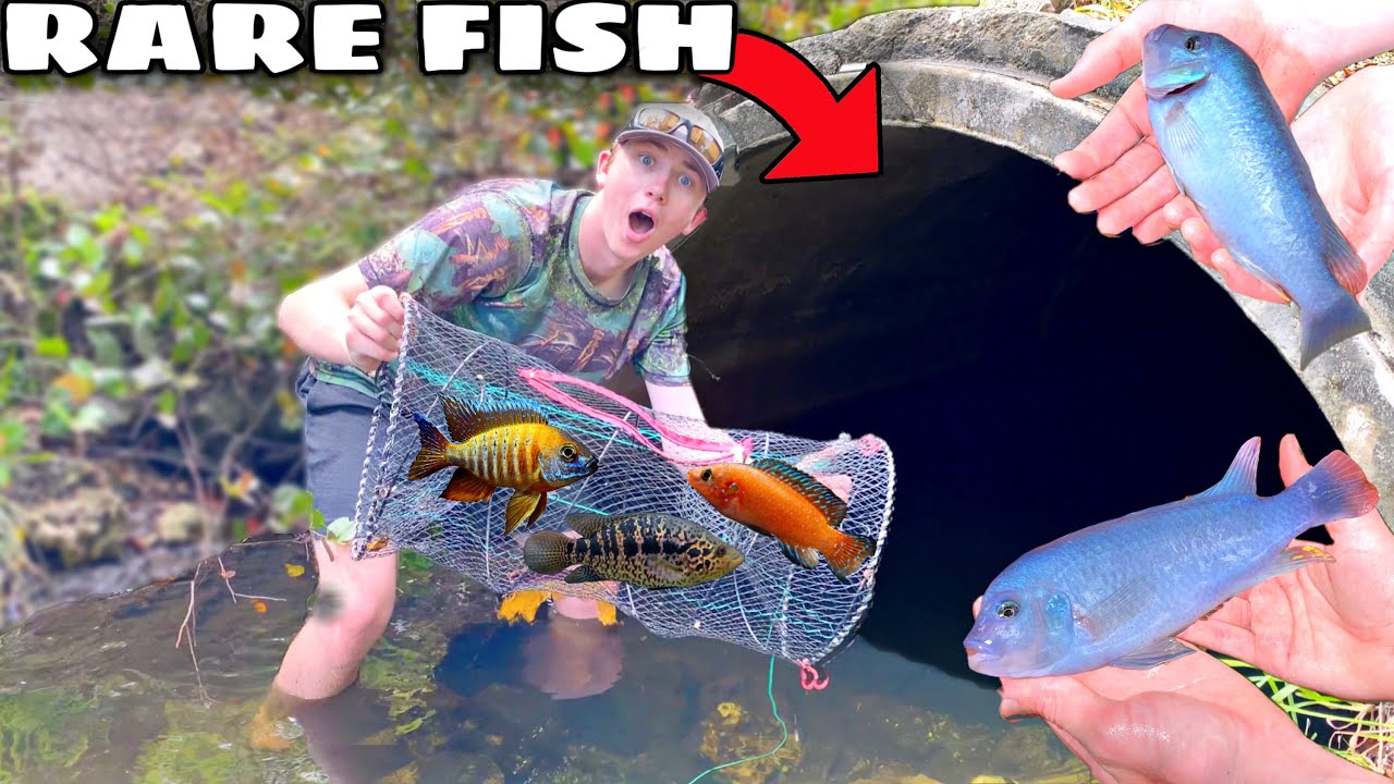 Secret Fish Traps FISH TRAP CATCHES EXOTIC FISH for AQUARIUM! - YouTube