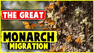 The Great Monarch Migration