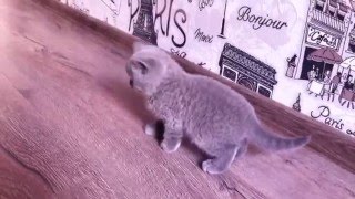 Британские котята. Послушный мальчик) british shorthair Британские котята. Послушный мальчик) british shorthair