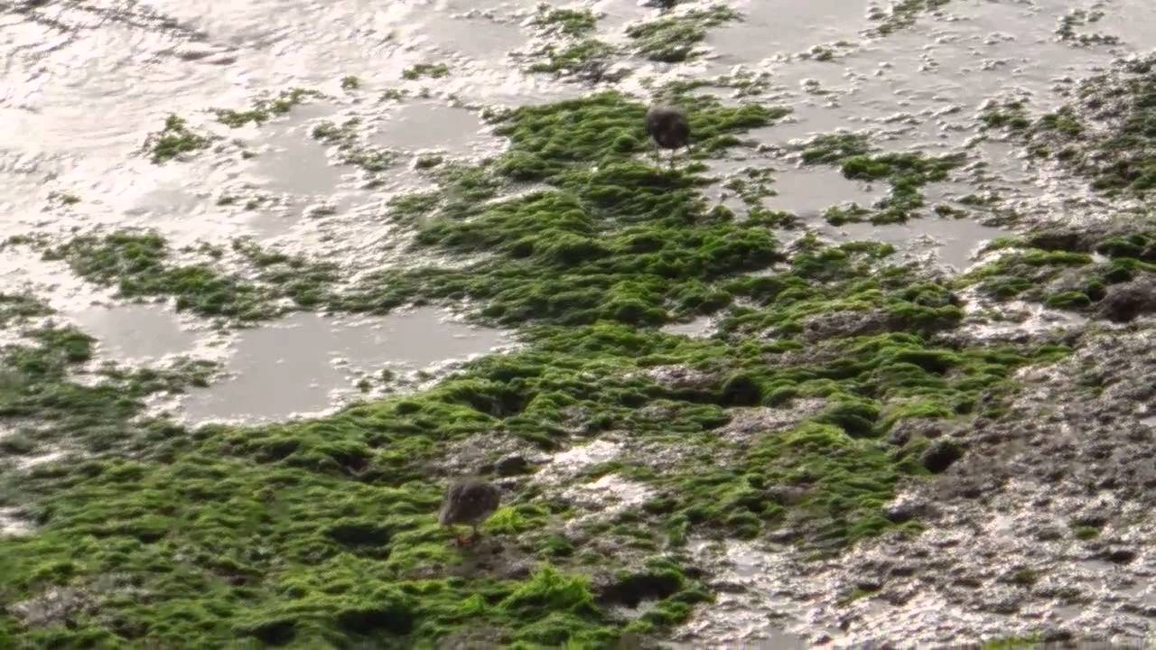 Steinwälzer auf Teneriffa 2014