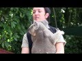 Wombat and Koala Video: Cairns Tropical Zoo