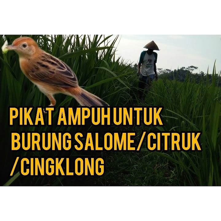 pikat ampuh burung salome / citruk/cingklong