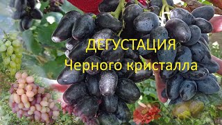 @ДЕГУСТАЦИЯ. Виноград Черный кристалл  Виноград 2021