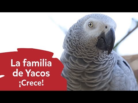 La familia de Loros grises de cola roja