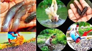 হাইব্রিড মাগুর মাছ প্রতি শতাংশে কত পিস করে দিবেন৷ হাইব্রিড মাগুর মাছের খাবার কি৷