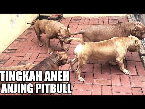 Video: Cara Membuat Mainan Anjing Dari Kaos Lama