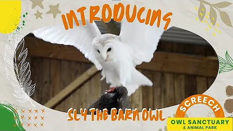 INTRODUCING SLY THE BRITISH BARN OWL- Sly's story, diet, routine, and barn owl facts