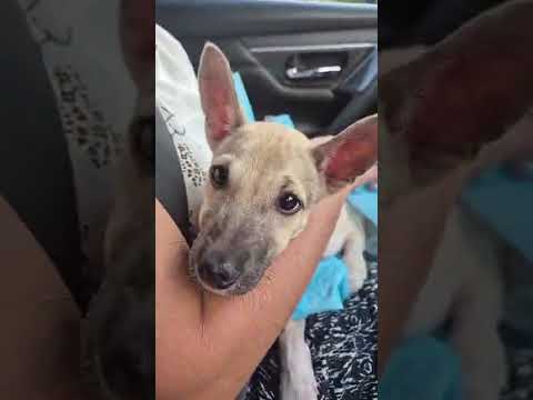 Mixed Breed Puppy For Adoption - 3 Months, Kopi from KUALA LUMPUR, Kuala Lumpur