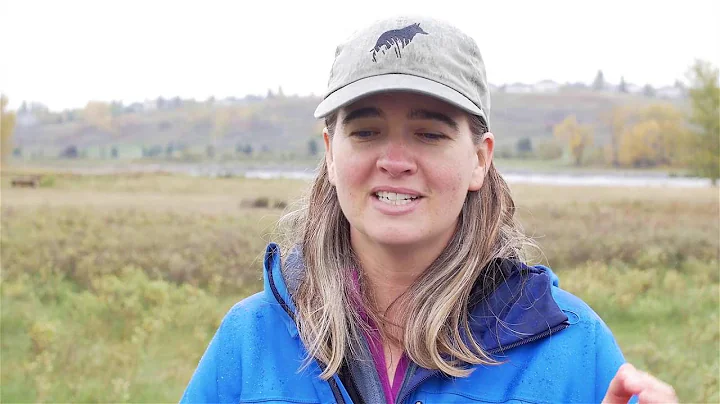 Alberta's sniffer dogs have a nose for invasive weeds