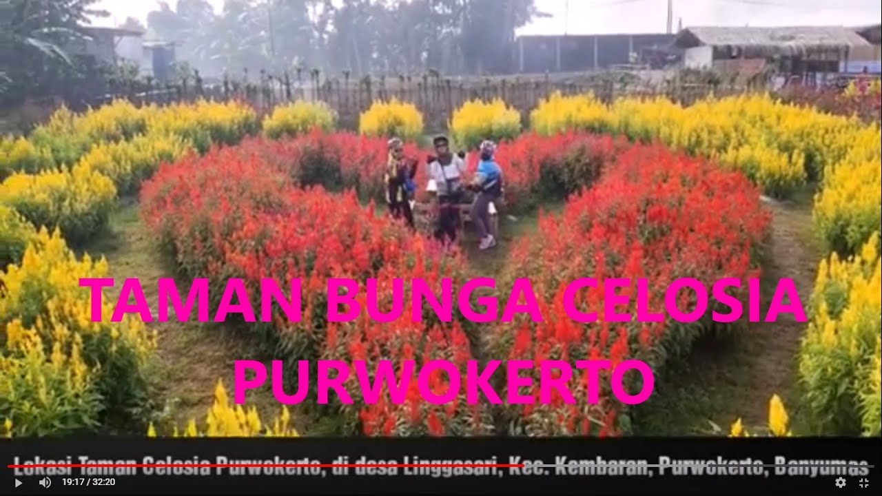 Rute Gowes ke Taman  Bunga  Celosia Purwokerto  06 06 2021 